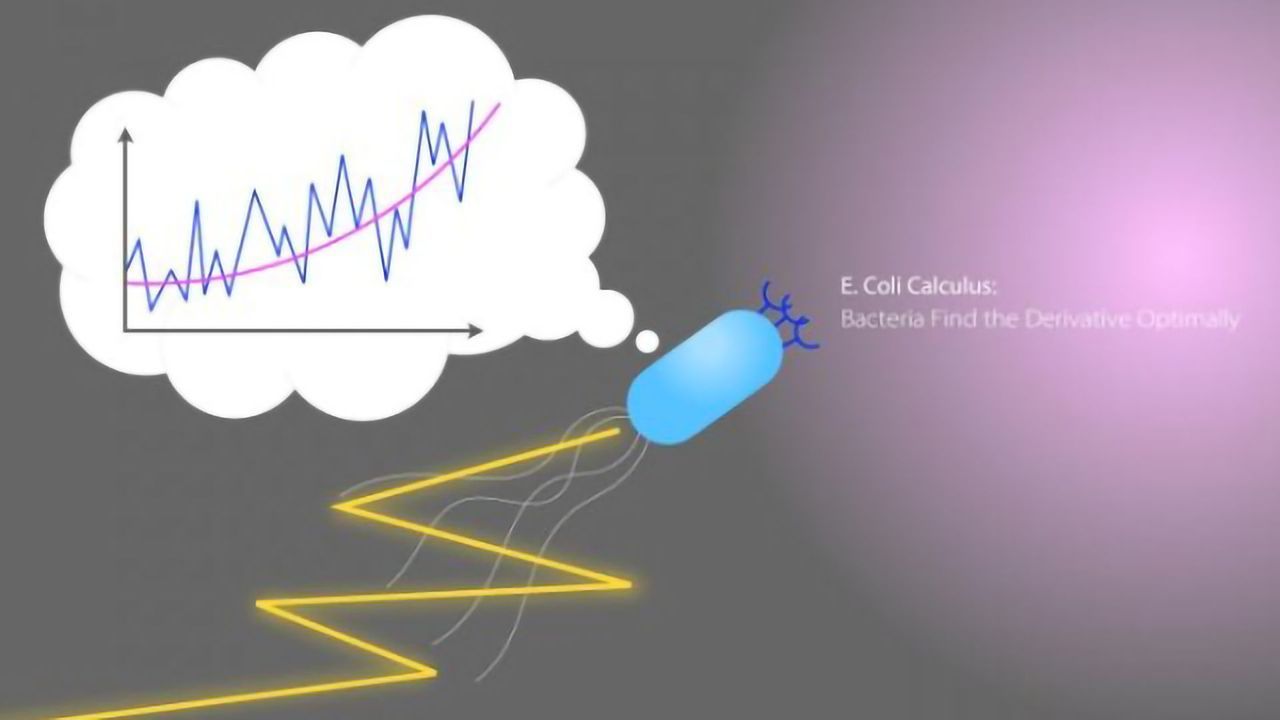 Bacteria Calculate Mathematically Optimal Solutions