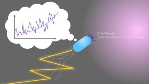 Bacteria Calculate Mathematically Optimal Solutions