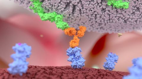 The Development of Natural Killer Cells for Solid Tumor Treatment The Development of Natural Killer Cells for Solid Tumor Treatment