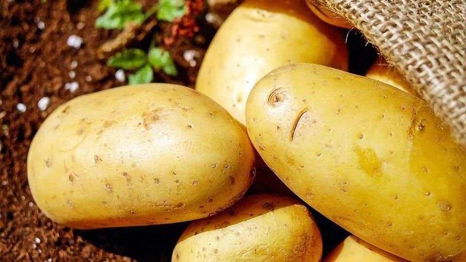 Potato Toxin Evolved From Bitter-Tasting Tomato Compound content piece image