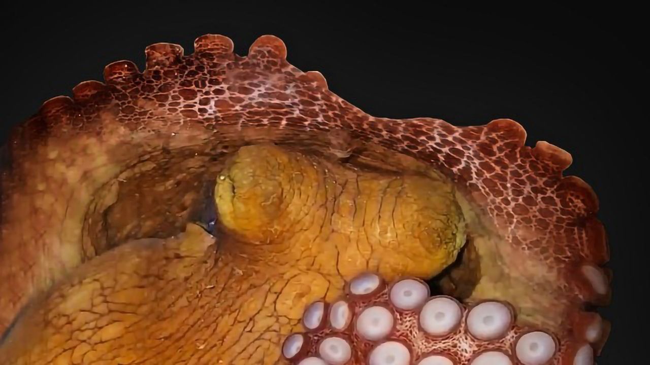 Octopuses Change Color When Switching Between Sleep States