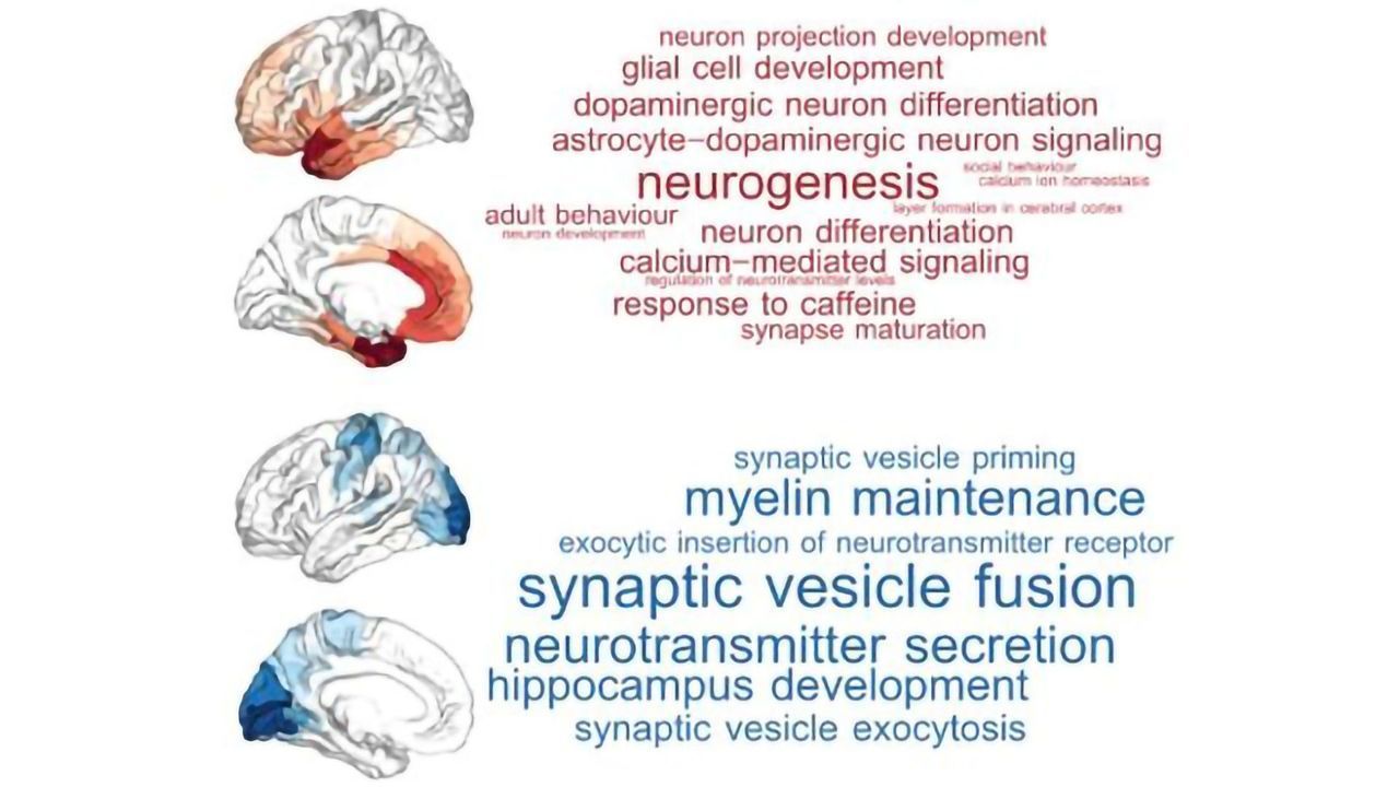 Thoughts and Feelings Are Separated in New Genetic Map of the Brain