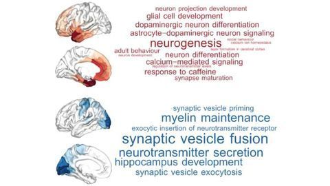 Thoughts and Feelings Are Separated in New Genetic Map of the Brain