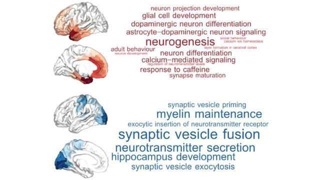 Thoughts and Feelings Are Separated in New Genetic Map of the Brain ...