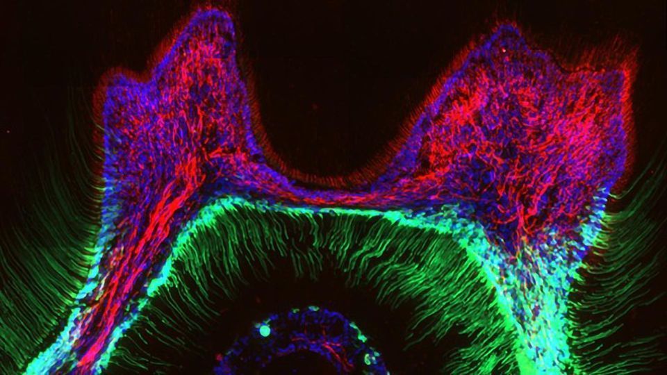 A New Drug Target for Treating Toothache? content piece image