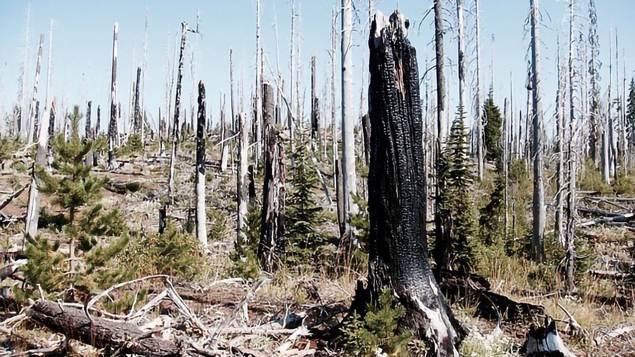 Wildfires Leave a Harmful Lingering Legacy