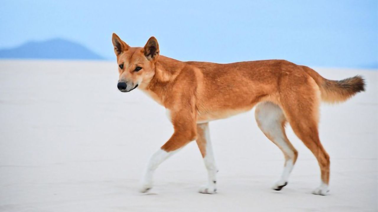 Most Wild Dogs in Australia Are Pure Dingoes