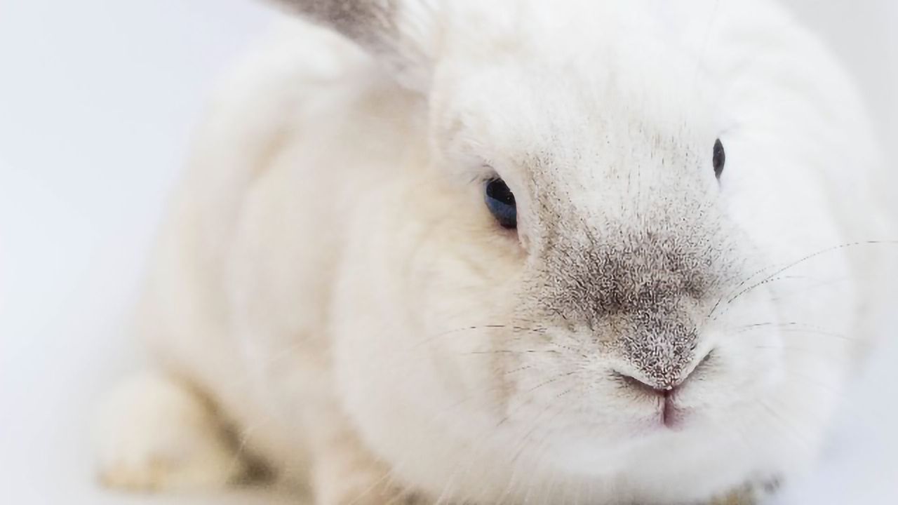Watch This Rabbit Walk on Its “Hands”
