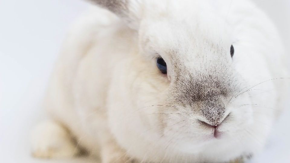 Watch This Rabbit Walk on Its “Hands” content piece image