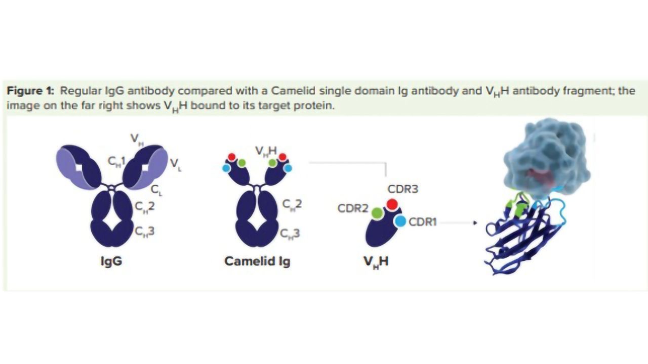 Rapid Implementation of Novel Affinity Purification