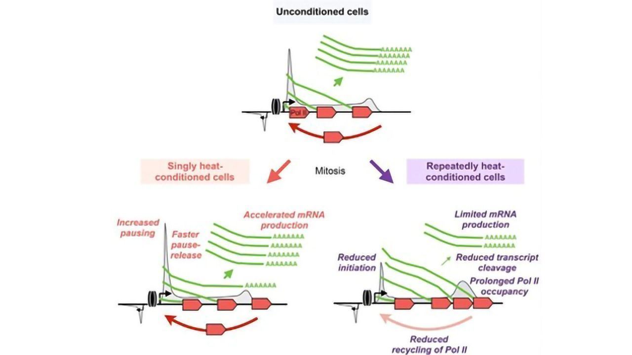 Study Reveals How Cells Endure Stress