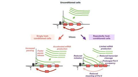 Study Reveals How Cells Endure Stress