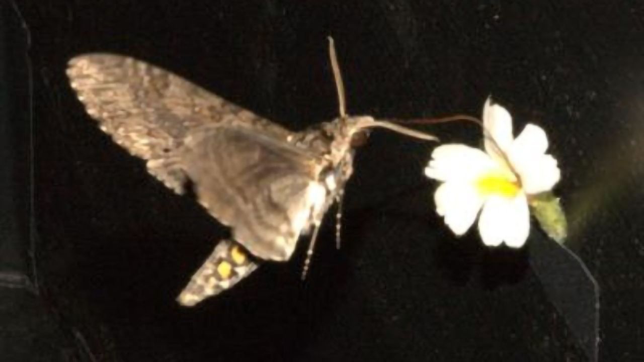 Study in Pollinators Offers Clues to Darwin’s “Abominable Mystery”