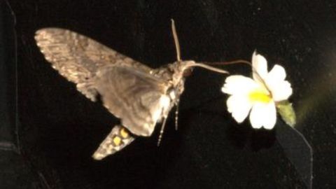 Study in Pollinators Offers Clues to Darwin’s “Abominable Mystery”