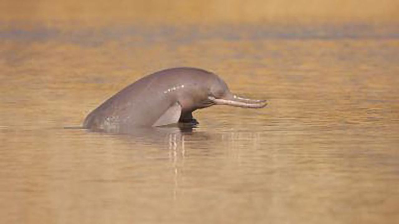 One of the World’s Most Endangered Marine Mammals Is Actually Two Species