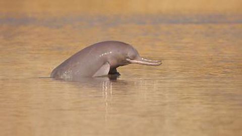 One of the World’s Most Endangered Marine Mammals Is Actually Two Species
