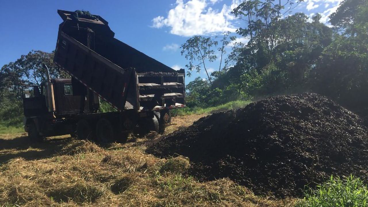 Coffee Waste Can Speed Up Forest Recovery