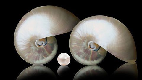 Mother-of-Pearl Structure Revealed With Nondestructive Technique