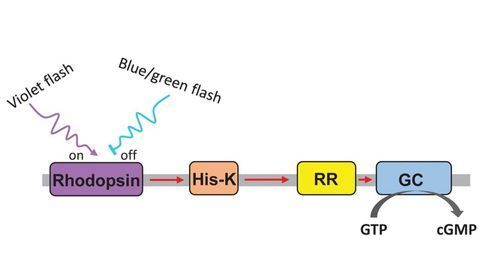 A New Optogenetic Instrument for the Cell Biology Toolbox