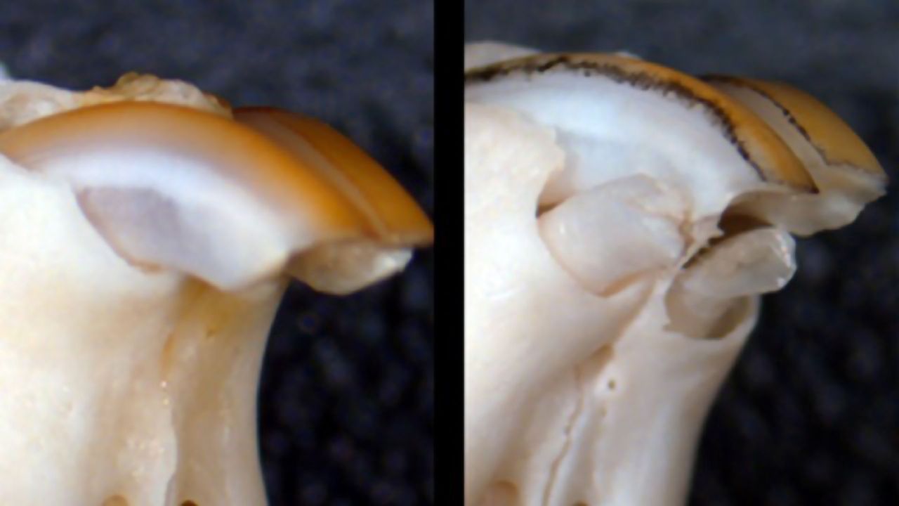 Drug Shown To Regenerate Lost Teeth Using Mouse Model