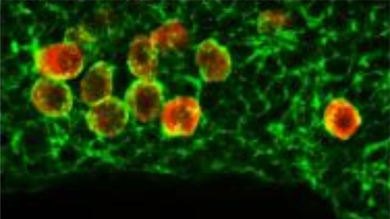 What Keeps Migrating Cells From Wandering Aimlessly?