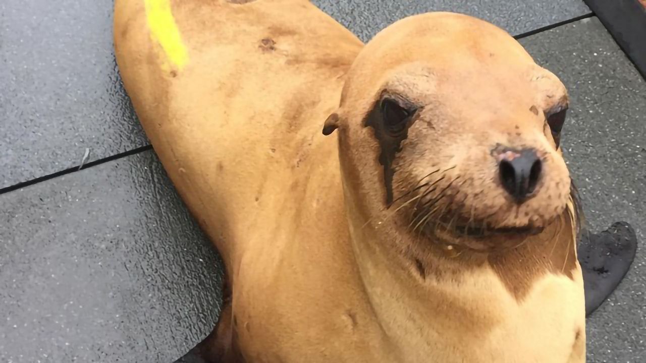 Herpesvirus Drives the Development of Cervical Cancer in Sea Lions