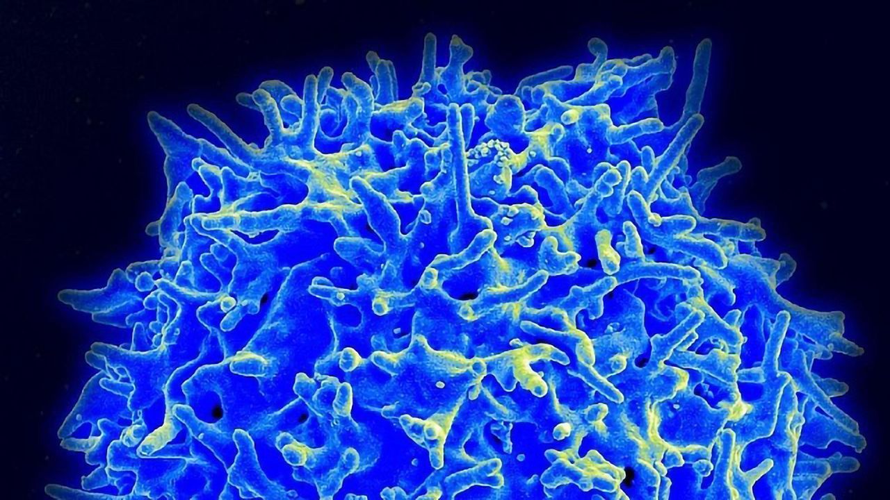SARS-CoV-2 Variants Still Recognized by T Cells