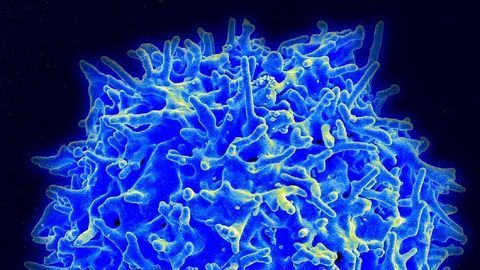 SARS-CoV-2 Variants Still Recognized by T Cells