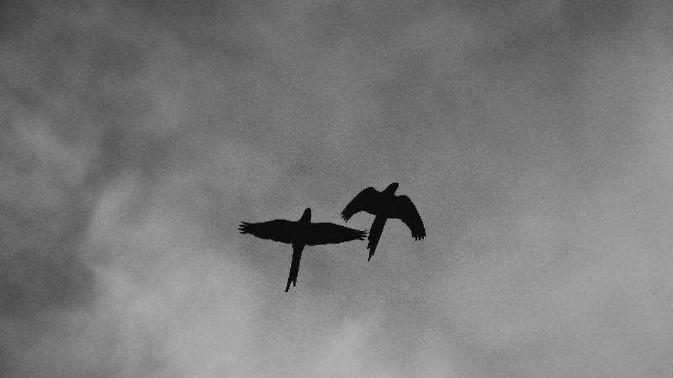 Not All Species May Travel the Same Path to Existence content piece image