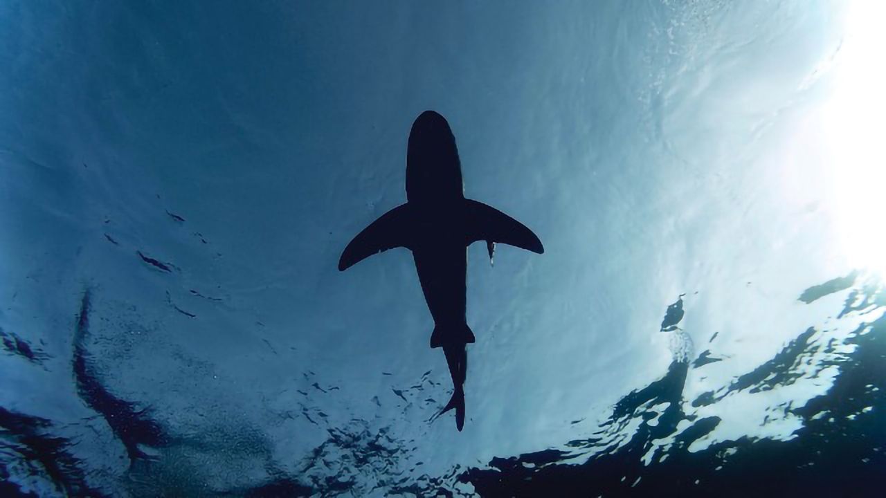 Electronic Deterrents Could Help Reduce Shark Bites