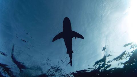 Electronic Deterrents Could Help Reduce Shark Bites