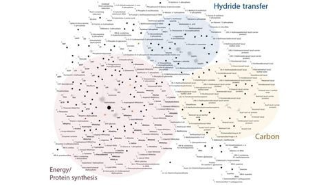 Finding the First Bacterium