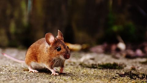 Why Mice Are Masters of Social Distancing