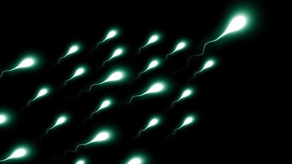 Testicular Cancer May Be Associated With Exposure to Environmental Chemicals Suggests Canine Study content piece image