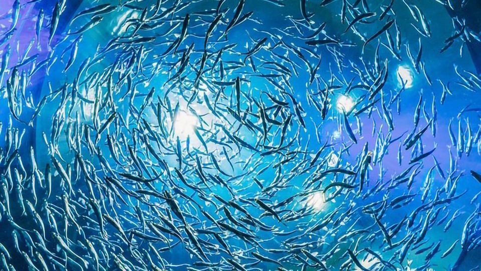 Biodiversity Key to Meeting Our Nutritional Needs content piece image