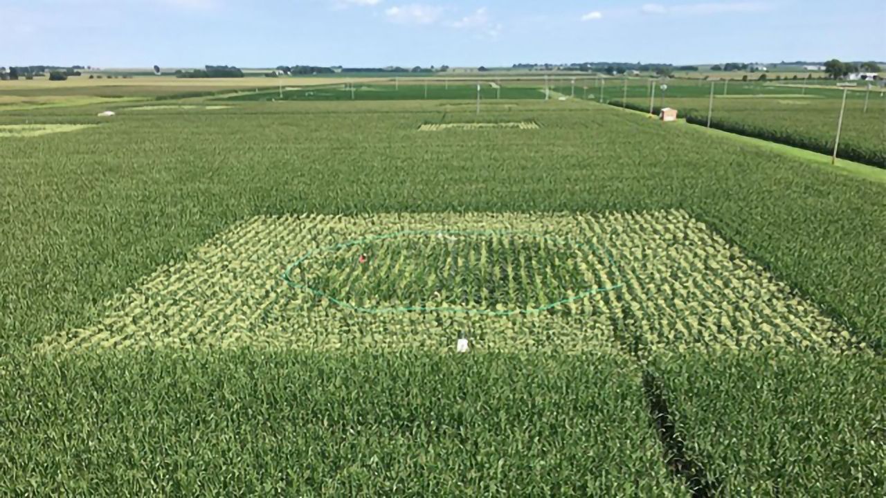 Maize Crops Harmed by Ozone Pollution