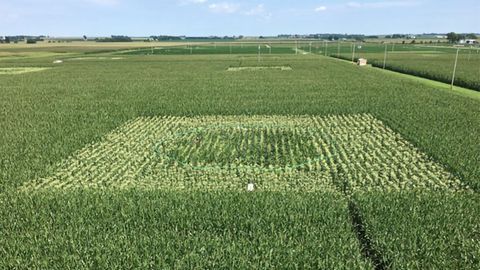 Maize Crops Harmed by Ozone Pollution