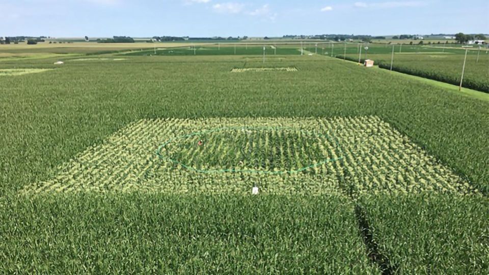 Maize Crops Harmed by Ozone Pollution content piece image