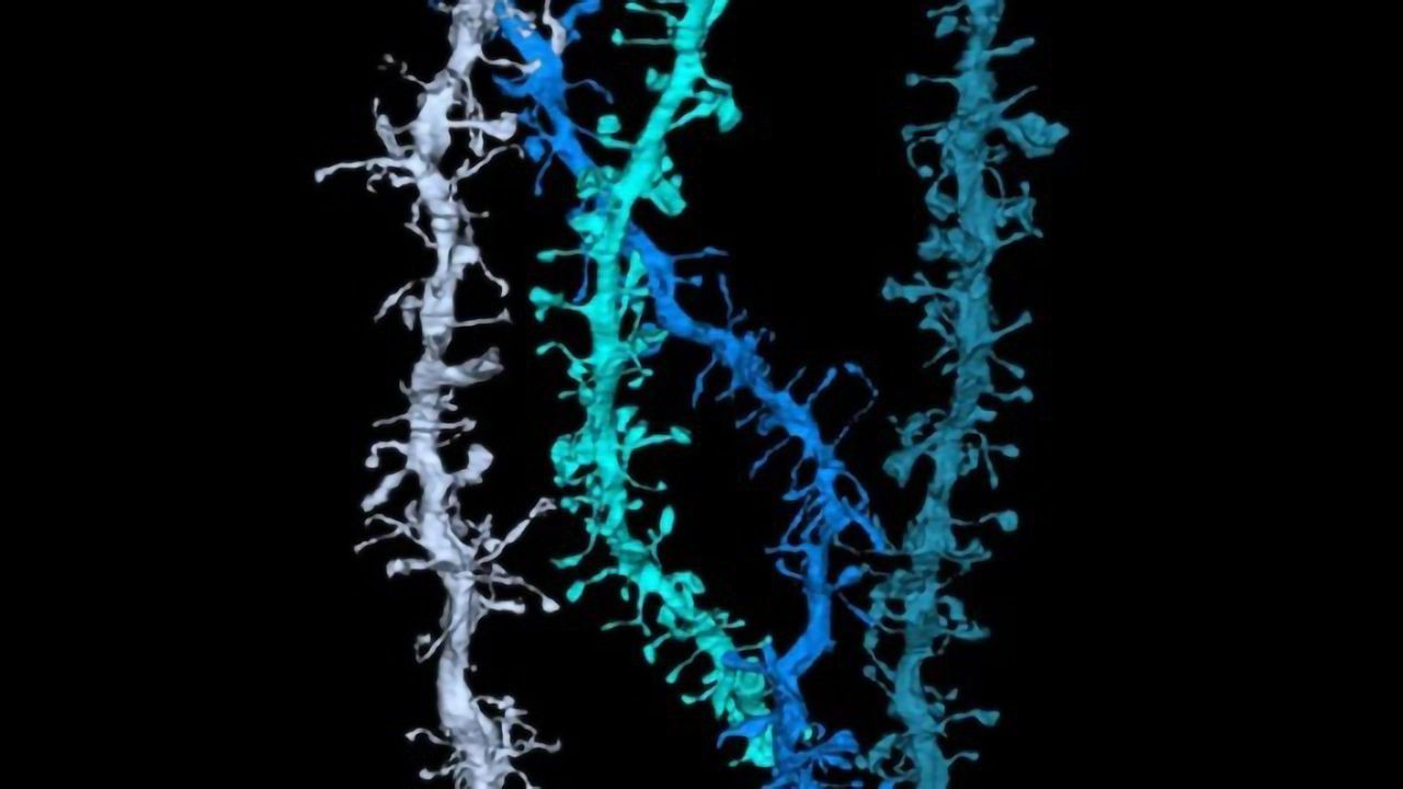 Vitamin Derivative Makes for a More Plastic Brain