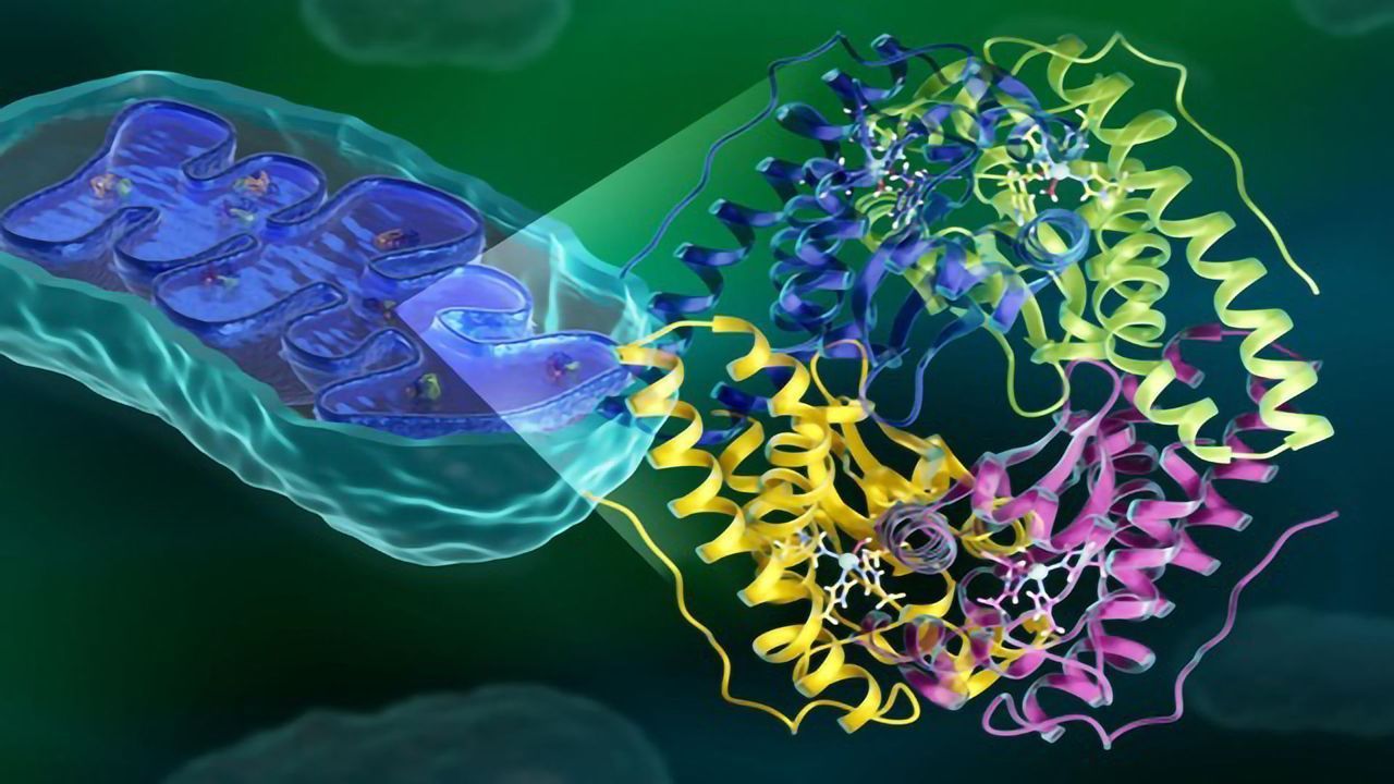 Elusive Inner Workings of Antioxidant Enzyme Revealed