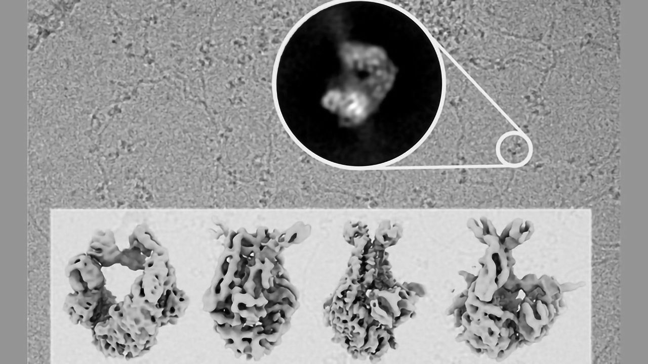How the "Guardian" of the Genome Works