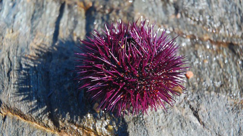 Deciphering the Sea Urchin Microbiome content piece image