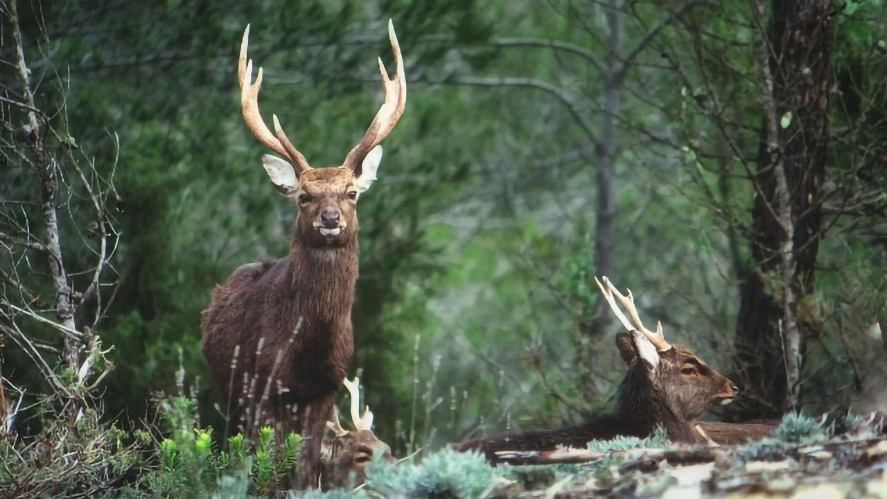 TB Infection Hotspots Linked to Rising Sika Deer Numbers