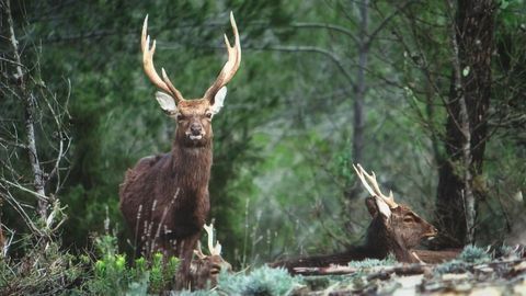 TB Infection Hotspots Linked to Rising Sika Deer Numbers