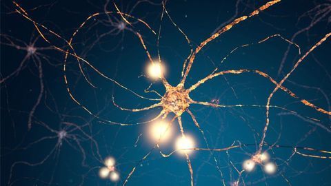 Brain Cells Decide on Their Own When to Release Pleasure Hormone