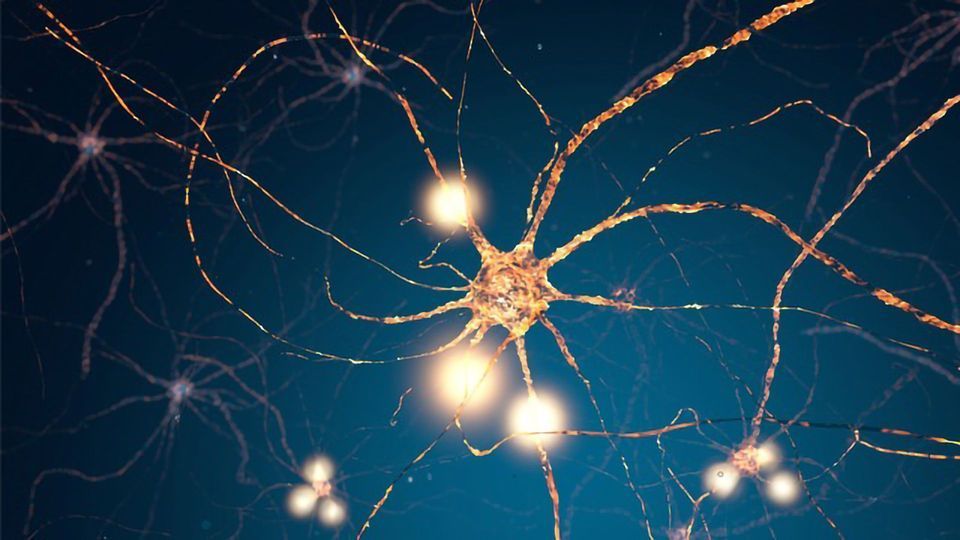 Brain Cells Decide on Their Own When to Release Pleasure Hormone content piece image