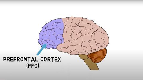 2-Minute Neuroscience: Prefrontal Cortex