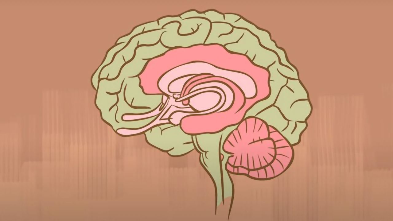 What Happens When You Remove the Hippocampus?