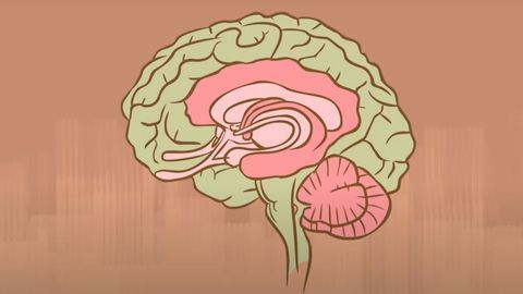 What Happens When You Remove the Hippocampus?
