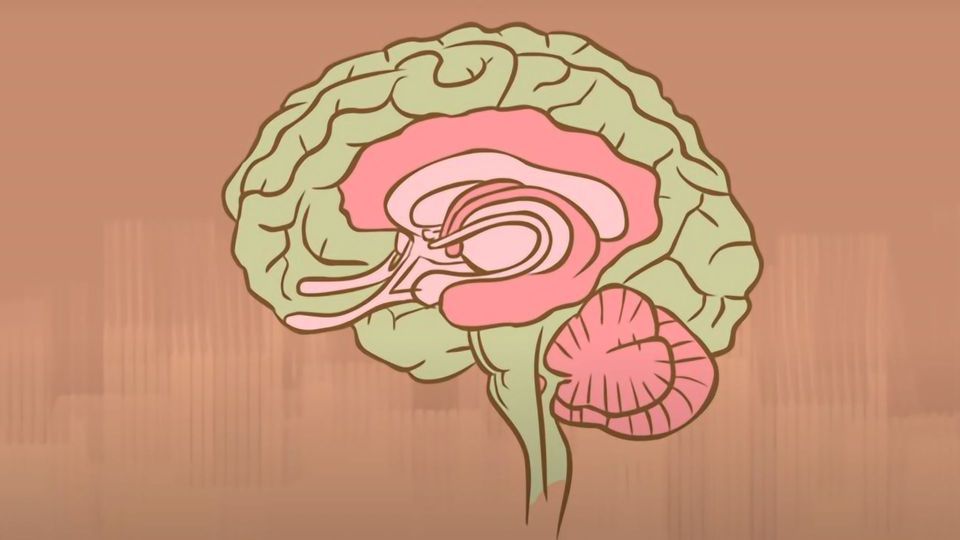 What Happens When You Remove the Hippocampus? content piece image